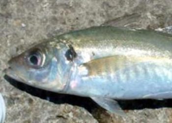 Korana Fishing stands firm in bitter battle with Oceana to retain horse mackerel fishing rights